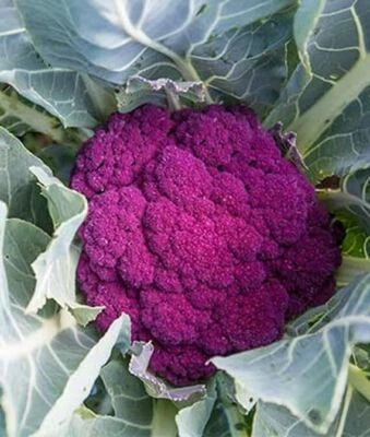 Cauliflower, De purple Cauliflower Seeds for Planting NON-GMO healthy fast grow seed ship â€“ Heirloom seeds for planting in home garden â€“ heirloom, non-GMO variety