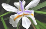 Moraea Iris Tropical White Flowers With Yellow And Purple Blue Markings – Heirloom, Non-GMO seeds for planting in home garden – heirloom, non-GMO variety