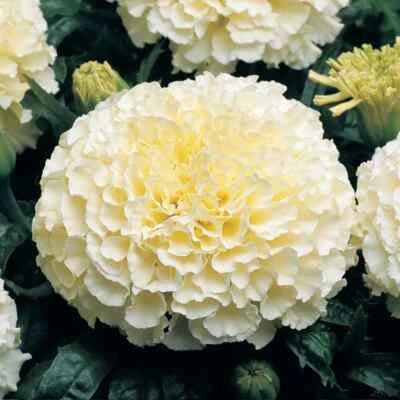 Moonlight Marigold Seeds for Planting Large Double Flowers Heirloom Non-GMO , Easy to Grow, Annual Blooms seeds for planting in home garden – heirloom, non-GMO variety