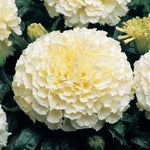 Moonlight Marigold Seeds for Planting Large Double Flowers Heirloom Non-GMO , Easy to Grow, Annual Blooms seeds for planting in home garden – heirloom, non-GMO variety