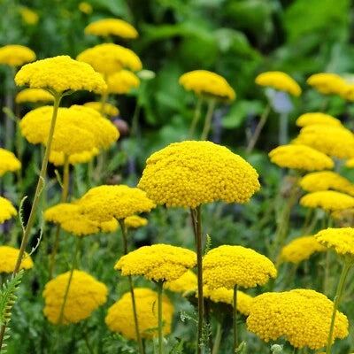 Gold Yarrow Seeds for Planting (Achillea filipendulina) Non-GMO Pollinators US â€“ Heirloom seeds for planting in home garden â€“ heirloom, non-GMO variety