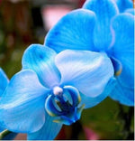 for Blue ORCHID rare flower bloom garden exotic house plant USA Seller – Heirloom, Non-GMO seeds for planting in home garden – heirloom, non-GMO variety