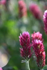Crimson Clover Cover Crop Seeds For Planting - NON-GMO - Heirloom - Inoculated seeds for planting in home garden – heirloom, non-GMO variety