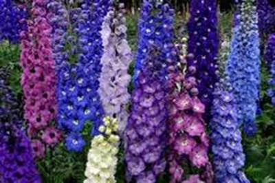 DELPHINIUM SEED, , GIANT IMPERIAL MIX, STRIKING MIXED COLORS – Heirloom, Non-GMO seeds for planting in home garden – heirloom, non-GMO variety