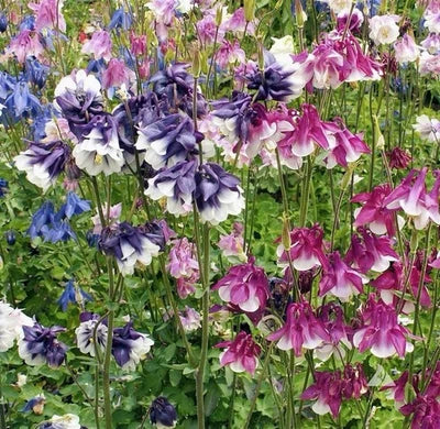 DWARF COLUMBINE SEED MIX (Aquilegia vulgaris) Non-GMO, Attracts Pollinators â€“ Heirloom, Perennial, Pollinator-Friendly seeds for planting in home garden â€“ heirloom, non-GMO variety