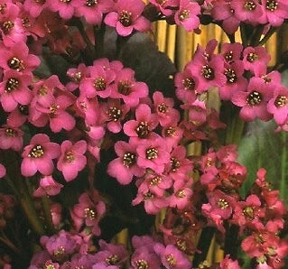 Bergenia cordifolia Winterglut (Winter Glow) – Heirloom, Non-GMO seeds for planting in home garden – heirloom, non-GMO variety