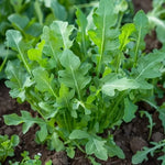 Arugula Seeds for Planting, Roquette, Heirloom, Non-GMO, Fast Growing, seeds for planting in home garden – heirloom, non-GMO variety