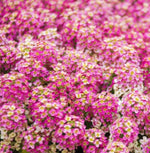 Alyssum ROSIE O'DAY Pink Groundcover Bees Fragrant Flowers Non-GMO – Heirloom seeds for planting in home garden – heirloom, non-GMO variety
