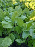 Georgia Southern Collard Seeds for Planting, NON-GMO Heirloom seeds for planting in home garden – heirloom, non-GMO variety