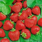 ALI BABA Alpine STRAWBERRY SEEDS AUTUMN PERENNIAL HEIRLOOM NON-GMO FRUIT USA seeds for planting in home garden – heirloom, non-GMO variety