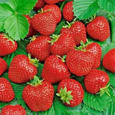 ALI BABA Alpine STRAWBERRY SEEDS AUTUMN PERENNIAL HEIRLOOM NON-GMO FRUIT USA seeds for planting in home garden – heirloom, non-GMO variety