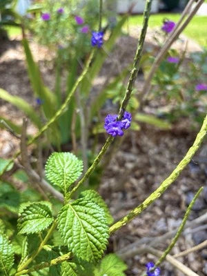 Blue Porterweed Snakeweed Butterflies Hummingbirds Bees Florida Native – Heirloom, Non-GMO seeds for planting in home garden – heirloom, non-GMO variety