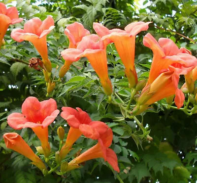 FLOWER VINE SEEDS Perennial Trumpet Creeper (Campsis radicans) USA SELLER â€“ Heirloom, Non-GMO seeds for planting in home garden â€“ heirloom, non-GMO variety