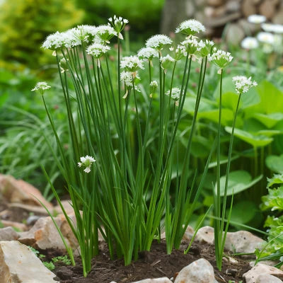 Chives Seeds for Planting, Garlic Chives, Non-GMO, High Yield, Easy to Grow Heirloom seeds for planting in home garden â€“ heirloom, non-GMO variety