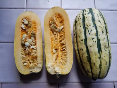Seeds for Planting Delicata Squash ,Sweet Potato Pumpkin Carnival Dumpling Harvested – Heirloom, Non-GMO seeds for planting in home garden – heirloom, non-GMO variety