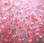 Baby's Breath DEEP CARMINE Crimson Red Flowers Pollinators Non-GMO Seeds for Planting â€“ Heirloom seeds for planting in home garden â€“ heirloom, non-GMO variety