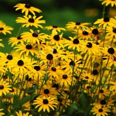 Black-Eyed Susan Seeds for Planting - (Rudbeckia Hirta) Attracts Pollinators - USA â€“ Heirloom, Non-GMO seeds for planting in home garden â€“ heirloom, non-GMO variety