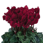 Cyclamen Seeds for Planting Cyclamen Dreamscape Deep Burgundy Flower Seeds for Planting – Heirloom, Non-GMO seeds for planting in home garden – heirloom, non-GMO variety