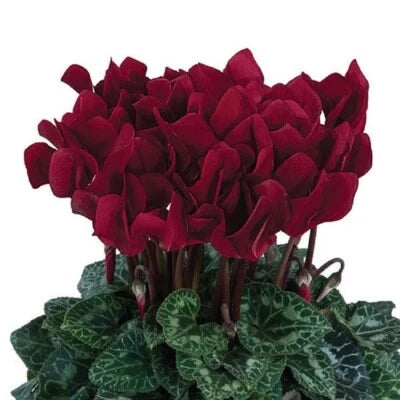 Cyclamen Seeds for Planting Cyclamen Dreamscape Deep Burgundy Flower Seeds for Planting – Heirloom, Non-GMO seeds for planting in home garden – heirloom, non-GMO variety