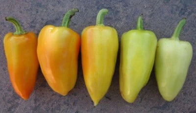 Peppers Antohis Capsicum Annuums Heirlooms Green Leaves & White Flowers, Non-GMO seeds for planting in home garden – heirloom, non-GMO variety