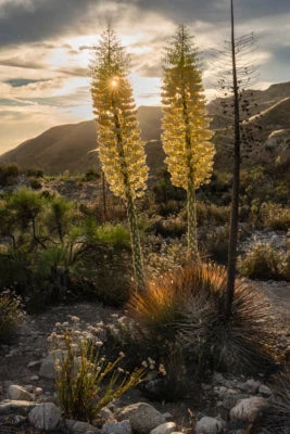 Our Lord's Candle Chaparral Whipplei Yucca Seeds for Planting USA Seeds for Planting Ships free – Heirloom, Non-GMO seeds for planting in home garden – heirloom, non-GMO variety