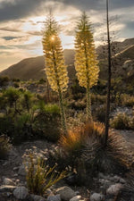 Our Lord's Candle Chaparral Whipplei Yucca Seeds for Planting USA Seeds for Planting Ships free – Heirloom, Non-GMO seeds for planting in home garden – heirloom, non-GMO variety