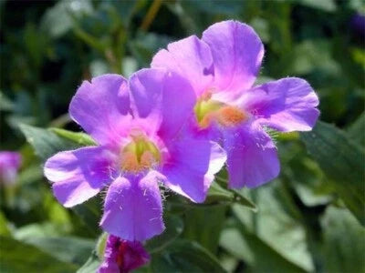 Mimulus Unusuals Shaped Flowers Resembles The Face Of A Monkeys Ringens – Heirloom, Non-GMO seeds for planting in home garden – heirloom, non-GMO variety