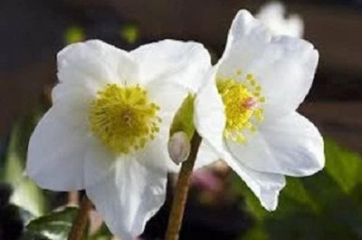 White Christmas Roes Helleborus Winter Blooming Perennial Flower Seeds for Planting – Heirloom, Non-GMO seeds for planting in home garden – heirloom, non-GMO variety