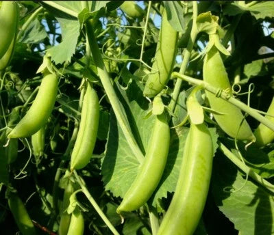 Sugar Snap Pea Seeds for Planting - Home Grown in Oregon - Organic – Heirloom, Non-GMO, Fragrant, Climbing Annual seeds for planting in home garden – heirloom, non-GMO variety