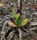 Agave mckelveyana McKelvey's Century Plant – Heirloom, Non-GMO seeds for planting in home garden – heirloom, non-GMO variety
