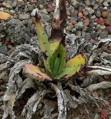 Agave mckelveyana McKelvey's Century Plant – Heirloom, Non-GMO seeds for planting in home garden – heirloom, non-GMO variety