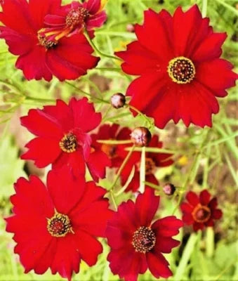 DWARF RED PLAINS COREOPSIS SEEDS SALE NON GMO HEIRLOOM, Non-GMO seeds for planting in home garden â€“ heirloom, non-GMO variety