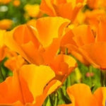 California Orange Poppy Flower Seeds for Planting Non-GMO - Heirloom Flower Seeds for Planting seeds for planting in home garden – heirloom, non-GMO variety