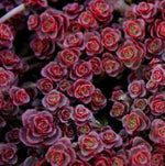 Lithops bonsai SS0061 Living Stones Flower Succulent Cactus Rare Succulent seeds – Heirloom, Non-GMO seeds for planting in home garden – heirloom, non-GMO variety