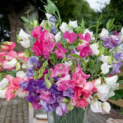 Bijou Mix Sweet Pea Seeds for Planting Heirloom Flower Seeds for Planting , Non-GMO, Fragrant, Climbing Annual seeds for planting in home garden – heirloom, non-GMO variety