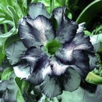 White Black Desert Rose Seeds for Planting Adenium Flowers Flower Perennial – Heirloom, Non-GMO seeds for planting in home garden – heirloom, non-GMO variety