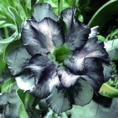 White Black Desert Rose Seeds for Planting Adenium Flowers Flower Perennial – Heirloom, Non-GMO seeds for planting in home garden – heirloom, non-GMO variety