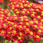 Red Yarrow Seeds for Planting , Non-GMO Free Ship Seed Store – Heirloom seeds for planting in home garden – heirloom, non-GMO variety