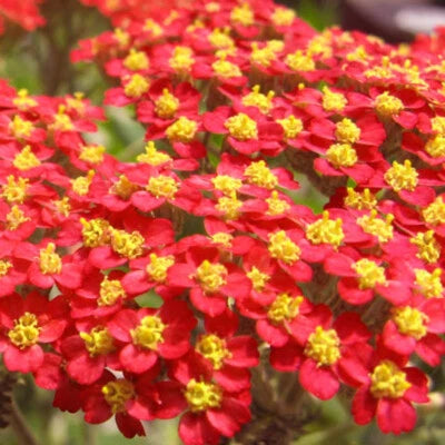 Red Yarrow Seeds for Planting , Non-GMO Free Ship Seed Store – Heirloom seeds for planting in home garden – heirloom, non-GMO variety