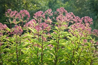 Joe Pye Weed Seeds for Planting, Butterflies & Hummingbirds, Trumpet Weed Heirloom, Non-GMO seeds for planting in home garden – heirloom, non-GMO variety