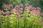 Joe Pye Weed Seeds for Planting, Butterflies & Hummingbirds, Trumpet Weed Heirloom, Non-GMO seeds for planting in home garden – heirloom, non-GMO variety