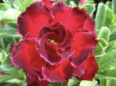 Red Rose Mary Desert Rose Seeds for Planting Adenium Obesum Flower Perennial Exotic – Heirloom, Non-GMO seeds for planting in home garden – heirloom, non-GMO variety