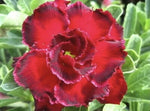 Red Rose Mary Desert Rose Seeds for Planting Adenium Obesum Flower Perennial Exotic – Heirloom, Non-GMO seeds for planting in home garden – heirloom, non-GMO variety