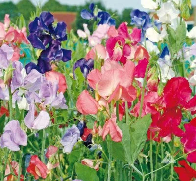 Sweet Pea EARLY MULTIFLORA Flower Mix Lathyrus Fragrant Vine Non-GMO â€“ Heirloom, Fragrant, Climbing Annual seeds for planting in home garden â€“ heirloom, non-GMO variety