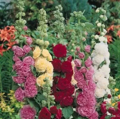 Summer Carnival Mix Hollyhock SEEDS Flowers Easy Non-GMO TX USA – Heirloom seeds for planting in home garden – heirloom, non-GMO variety