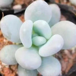 Lithops bonsai SS0056 Living Stones Flower Succulent Cactus Rare Succulent seeds – Heirloom, Non-GMO seeds for planting in home garden – heirloom, non-GMO variety