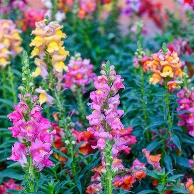 TETRA SNAPDRAGON SEEDS (Antirrhinum majus) - FLOWERS SEEDS USA FAST SHIP â€“ Heirloom, Non-GMO, Easy to Grow, Annual Blooms seeds for planting in home garden â€“ heirloom, non-GMO variety