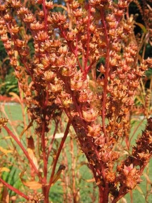 Ditch Stonecrop Seeds for Planting Wild Pigment Co – Heirloom, Non-GMO seeds for planting in home garden – heirloom, non-GMO variety