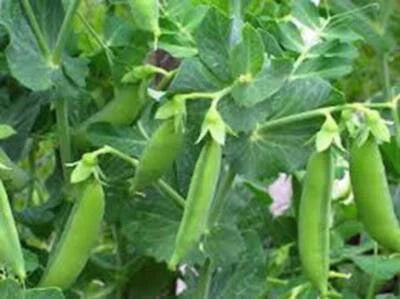 PEA SEED, SUGAR SNAP DADDY PEA, HEIRLOOM, NON GMO, SEEDS, PERFECT PEAS, Non-GMO, Fragrant, Climbing Annual seeds for planting in home garden – heirloom, non-GMO variety