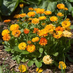 Calendula Pacific Beauty Seeds for Planting, Bright Blooms, Medicinal, Non-GMO Heirloom seeds for planting in home garden – heirloom, non-GMO variety
